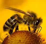 九游娱乐-包含小蜜蜂曾承诺今夏可2600万镑放走维萨，现的词条